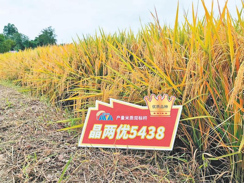 “晶两优5438”为乡村振兴注入强劲动力