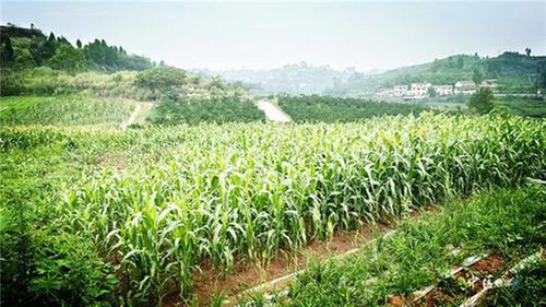 撂荒地里结硕果！内江市市中区永安镇集体经济上台阶