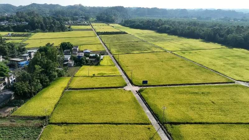 青神县：水稻开镰收割 确保颗粒归仓