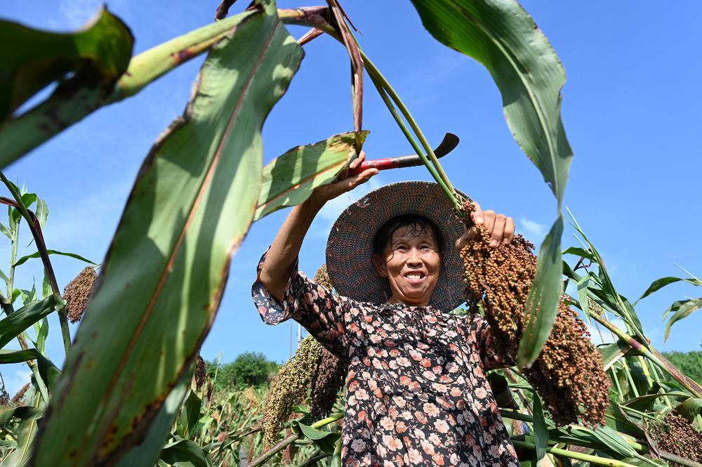 东兴区：高粱红了