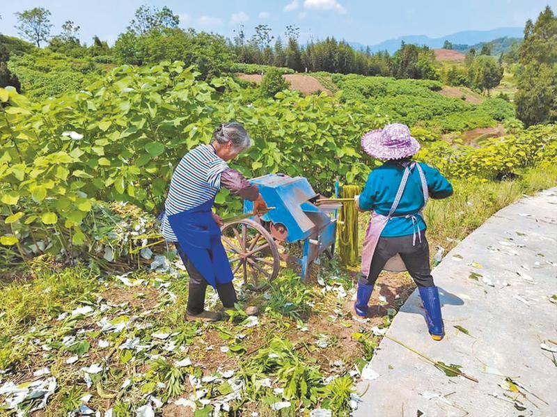 “川苎12”高新技术成果转化跑出“加速度”