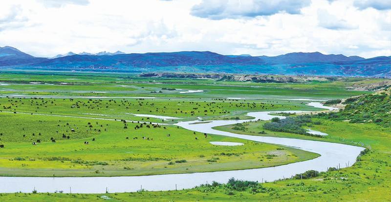 生态草原牦牛壮