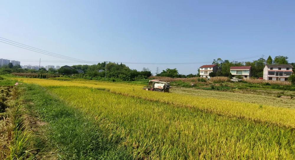 广安经开区枣山街道：金风送爽稻谷飘香 农民喜获丰收