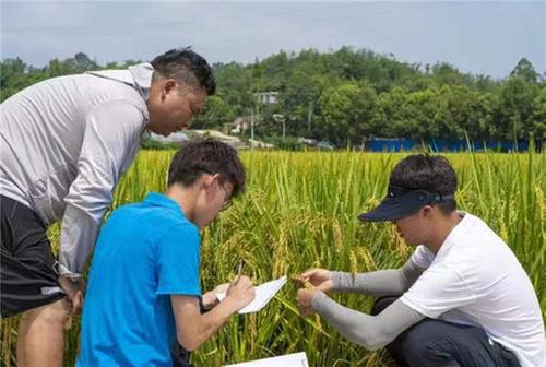 青神县：育良种强技术 种好粮田稳产量