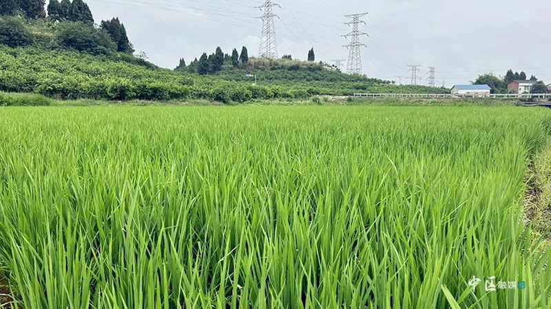 为水稻生产保驾护航！内江市市中区稳步推进高标准农田建设