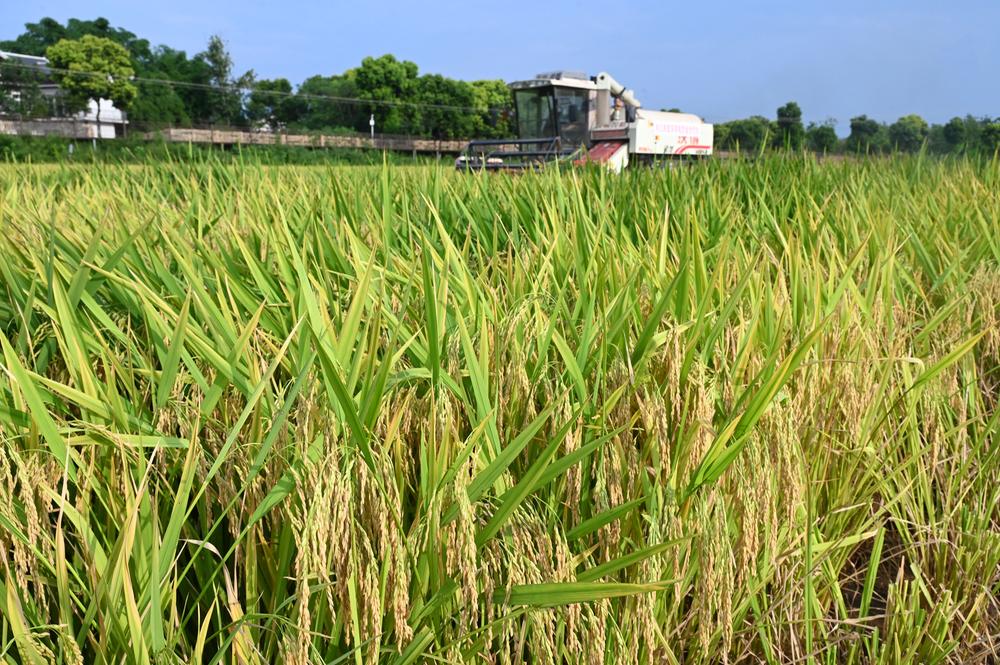 内江：稻谷飘香秋收忙