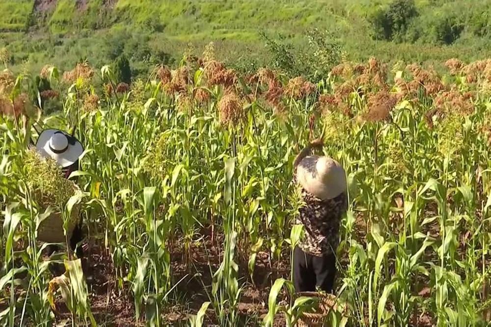 西板镇：撂荒地变“希望田”