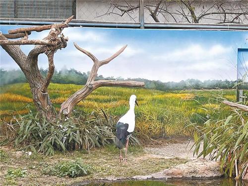 在城市来一场与野生动物的邂逅