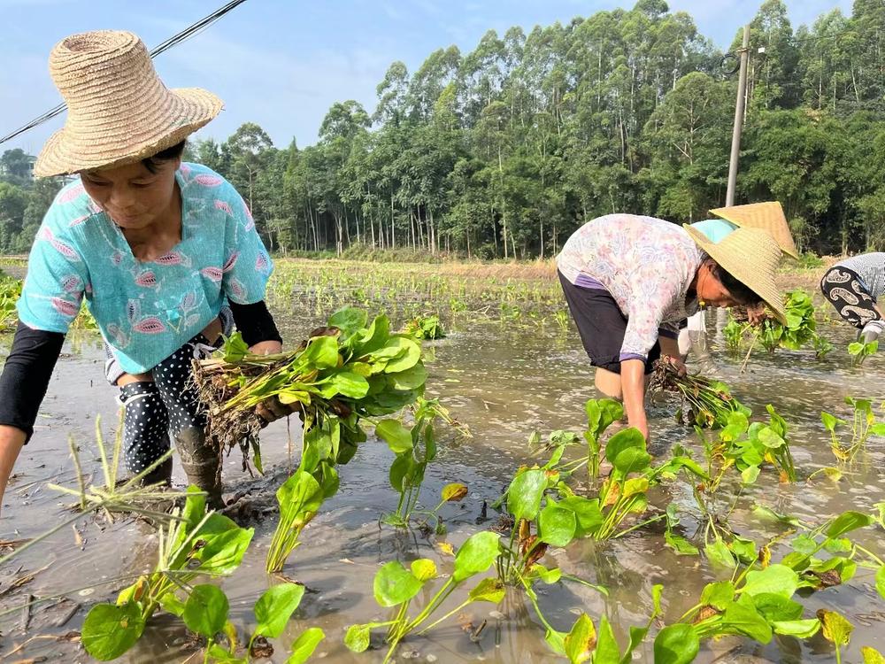 青神县：推广稻药轮作 “一田双收”促农增收