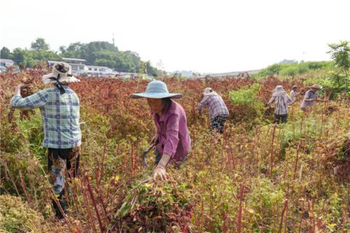 秋来别样红!简阳石家村的藜麦熟啦！