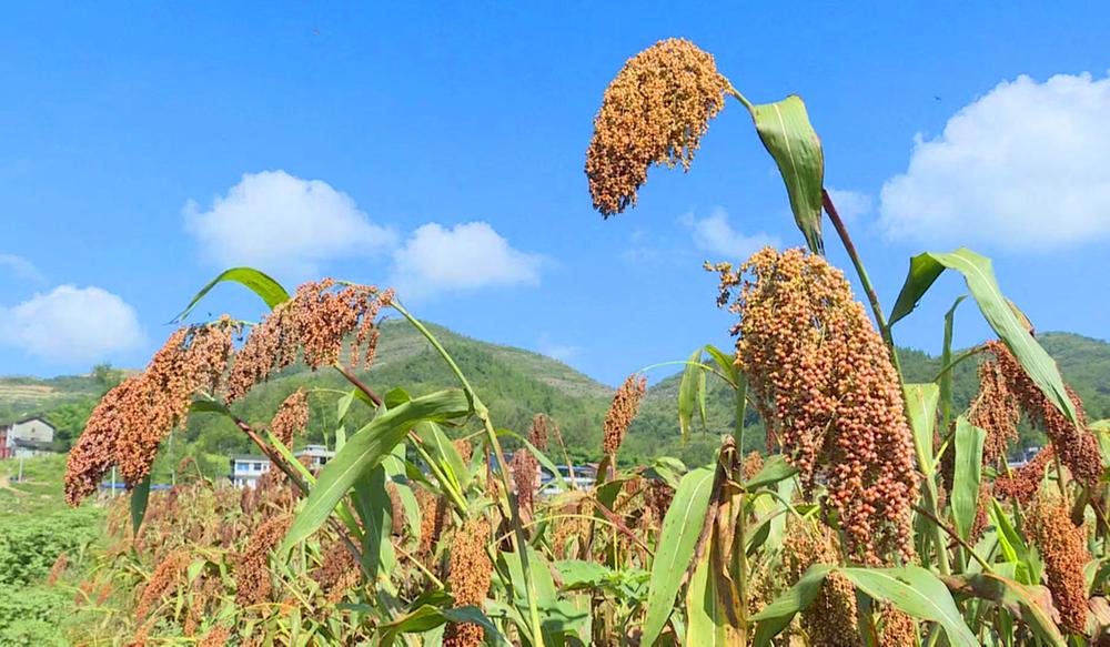 邻水县500亩“订单”高粱喜获丰收