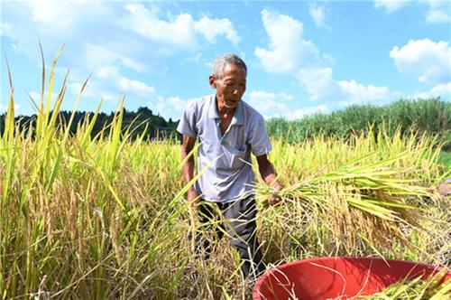 东兴区喜迎丰收谷满仓