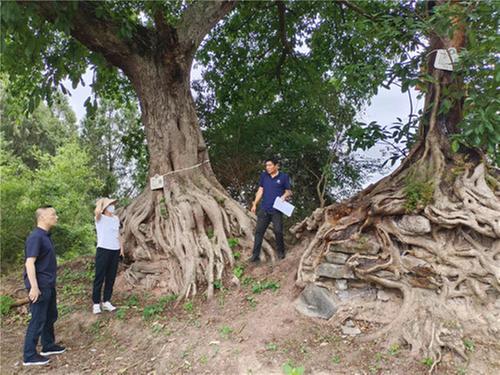 简阳市强化古树名木日常管护 让古树名木“老有所依”