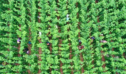 仁寿县：农旅融合 绘就乡村振兴“新画卷”