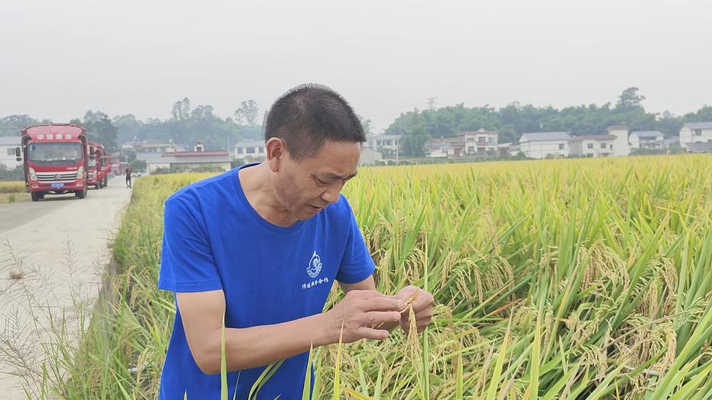 “稻”处金黄 青神县水稻收割已接近尾声