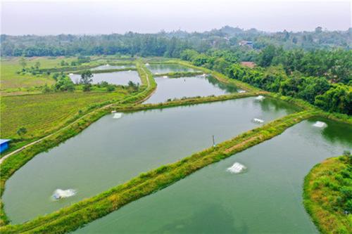 龙台镇红旺村南美白对虾“鲜活”上市