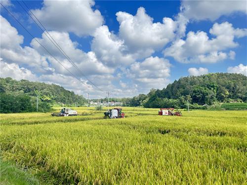 红橙黄绿……简阳市绘就丰收画卷