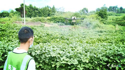 科技助力内江市市中区秋粮丰收