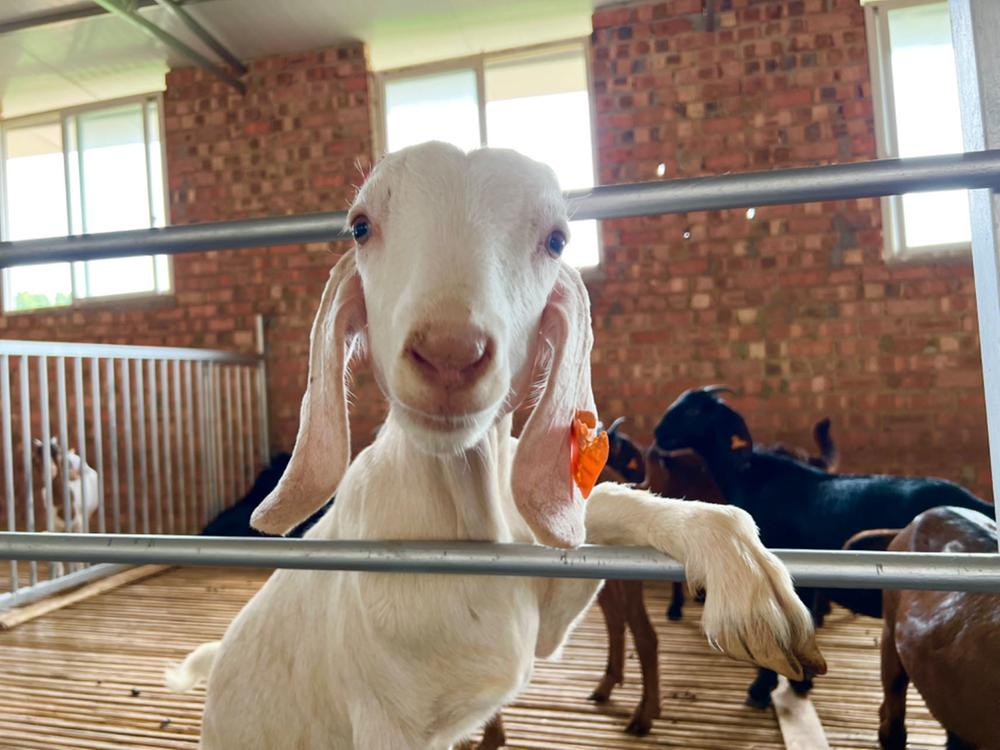 简阳市：创新养殖模式 打开百姓致富路