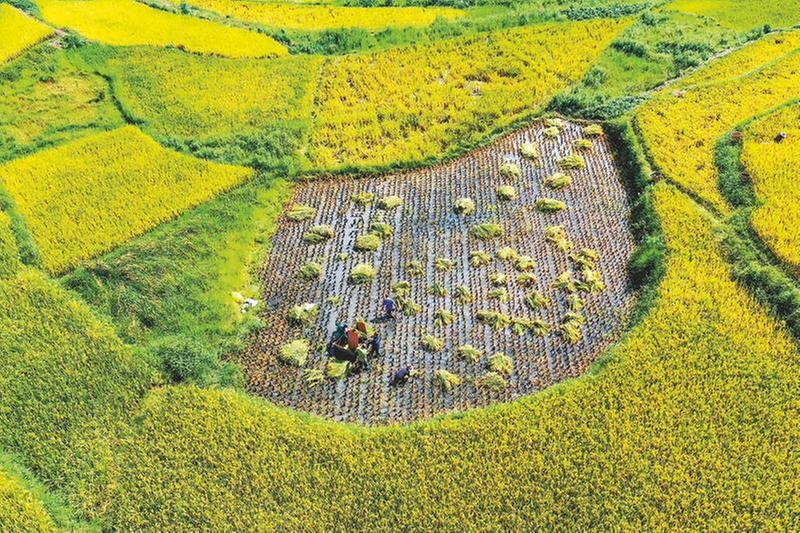 “高塝田”变粮仓