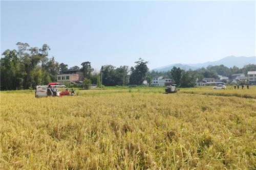 亩产669.1公斤 邻水县水稻全程机械化生产试验成功