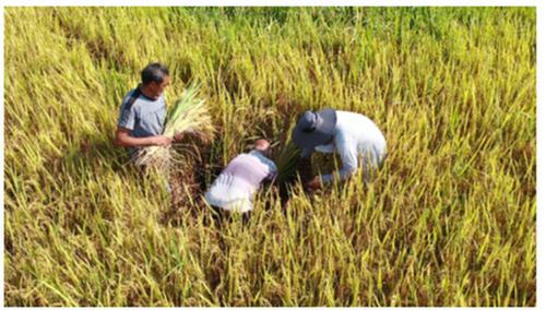 东兴区科协开展院士（专家）工作站科学助农行动