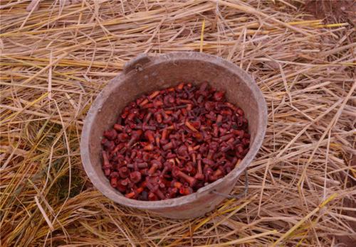 洪雅县：“稻药”“稻油”轮作助力增产增收