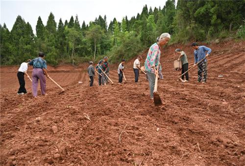 内江市东兴区：秋粮播种忙