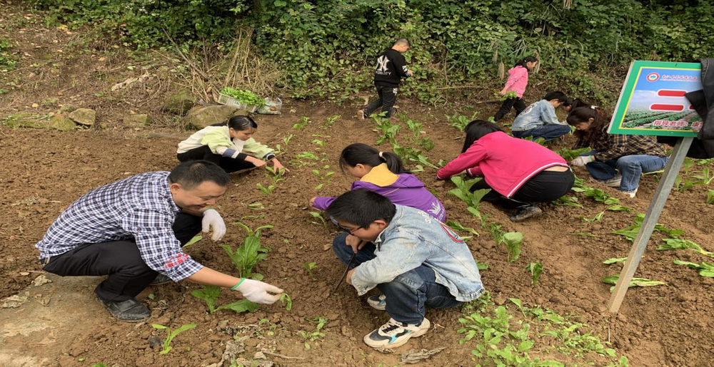 南江县金盆小学开展蔬菜种植劳动实践活动