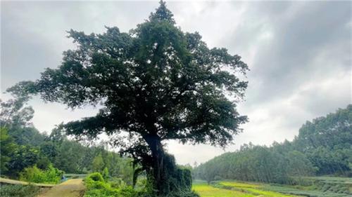 青神县：保护古树名木 留住乡愁情怀