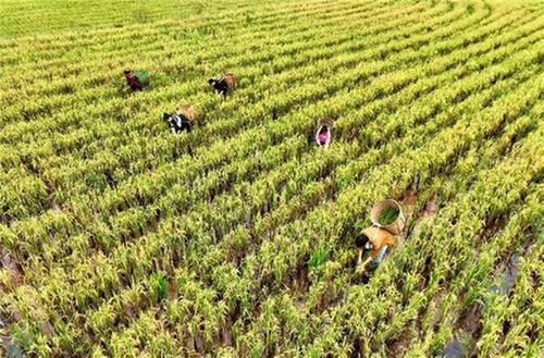 仁寿县：风劲帆满图新志 乡村振兴正当时