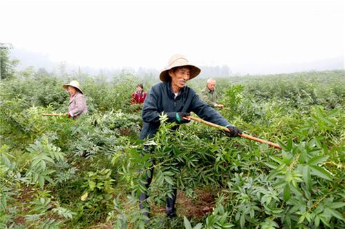 恒升镇：修剪压枝正当时  椒农栽培管理忙