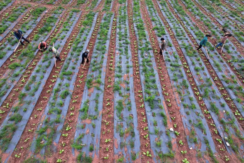 田间地头农事忙 抢抓时节促增收
