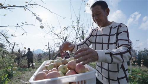 平均年龄60岁的“创业团队” 让大山里长出“数智苹果”