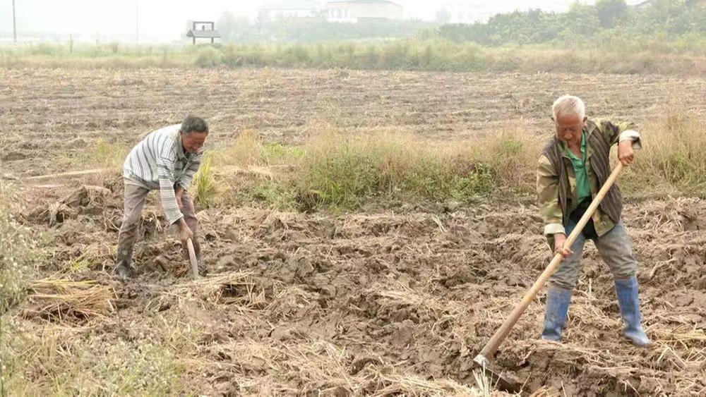 丹棱县：“农闲田”变“效益田”