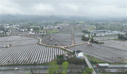 邻水县：以现代农业园区建设为统揽  持续擦亮邻水脐橙名片