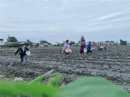 青神县：五彩油菜种植忙 农旅融合绘新景