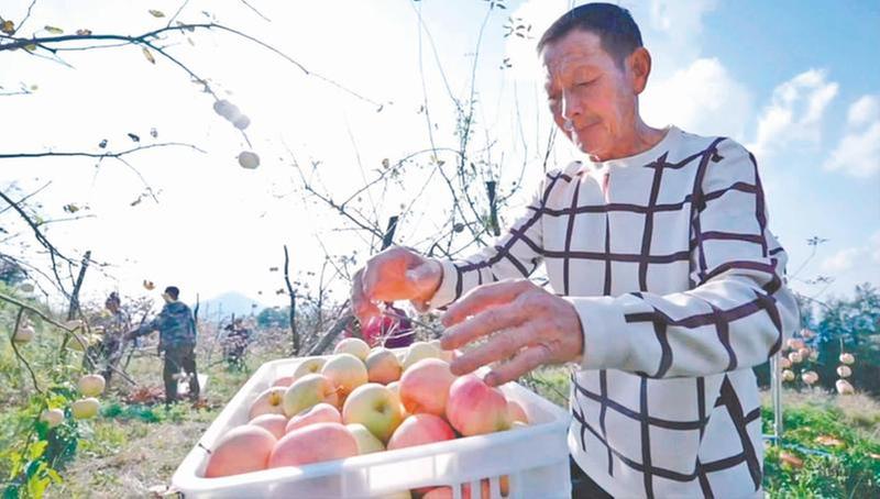 科技助农兴农 “花甲创业团队”让大山里长出“数智苹果”