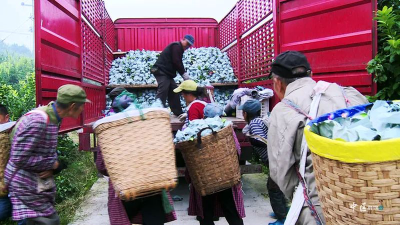 内江市市中区：柠檬成熟采收乐 产业发展促振兴