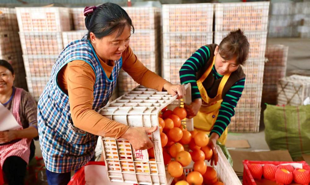 青神县：爱媛俏枝头 农民喜丰收