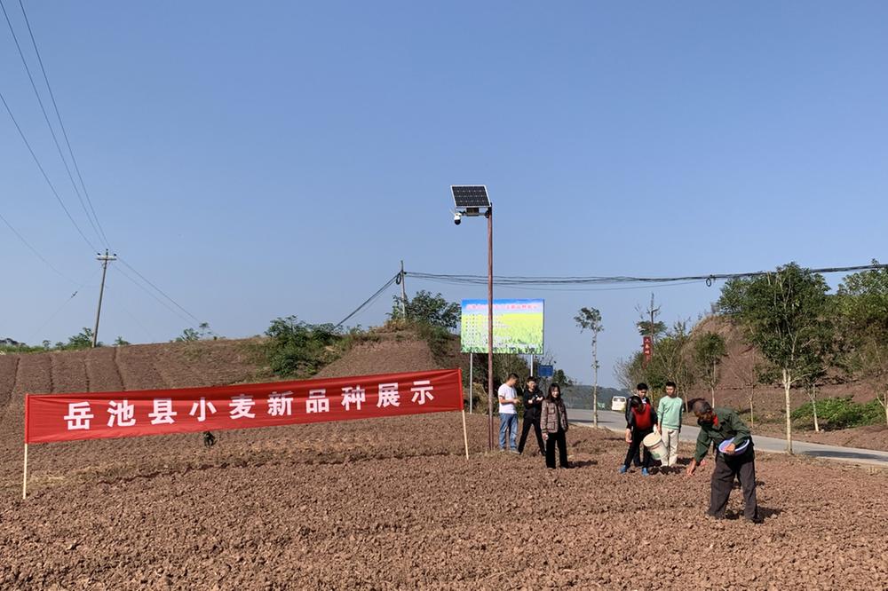 岳池县开展新品种展示试验为“天府粮仓”建设优选小麦良种