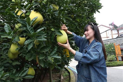 广安区：金秋果飘香  “柚”见丰收忙