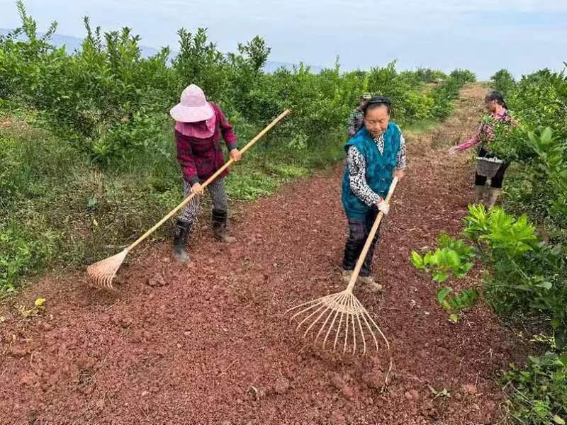 藏粮于地 藏粮于技