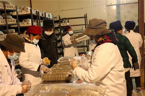 昭觉县：科技引领做强菌产业 创新擦亮乡村振兴底色