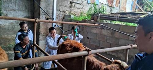 雷波县肉牛病死农户欲哭无泪 川农专家急忙查找病因
