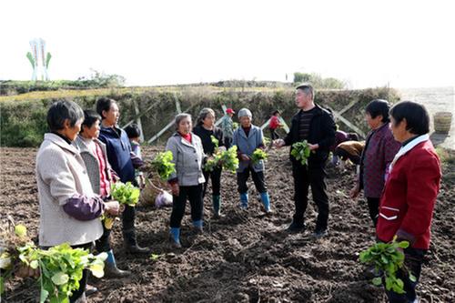 广安区龙台镇：冬日农事忙 田间好风光