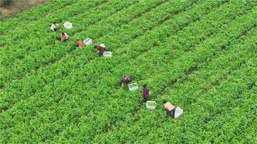 探青神之绿  看产业之美