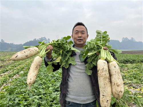 青神县：萝卜迎丰收  规模种植效益好