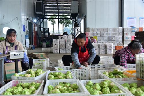 果蔬飘香 民富镇强