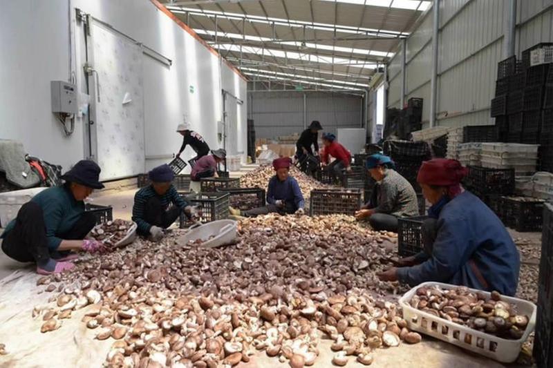 科技助力小菌菇“长”成大产业